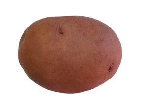 среднепоздние сорта картофеля