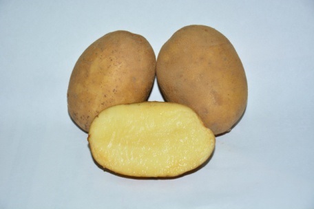 Сорт картофеля палац