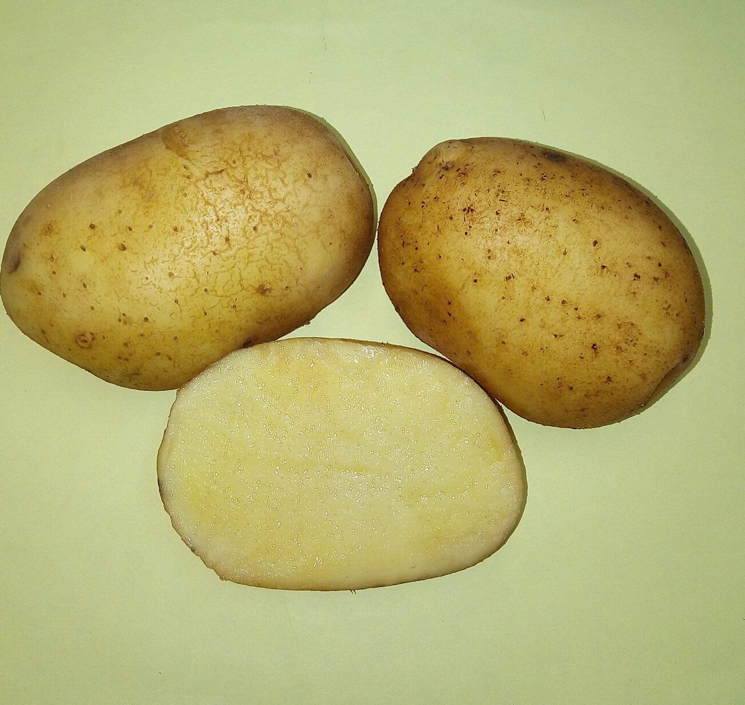 лучшие сорта картофеля фото описание