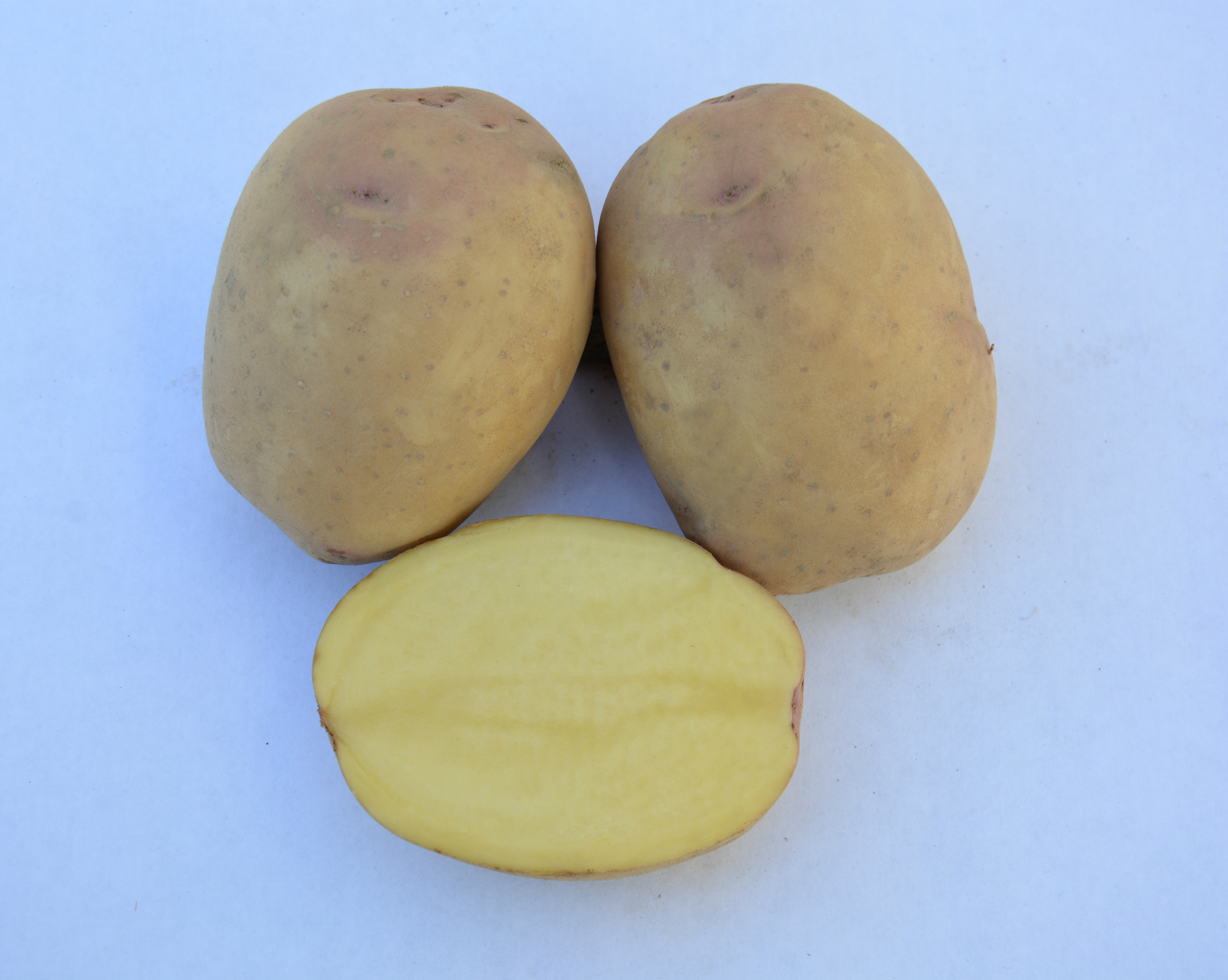 среднеспелые сорта картофеля